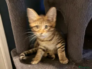 Mixed Breed cats Stunning 3/4 Mainecoon kittens - Advert 7