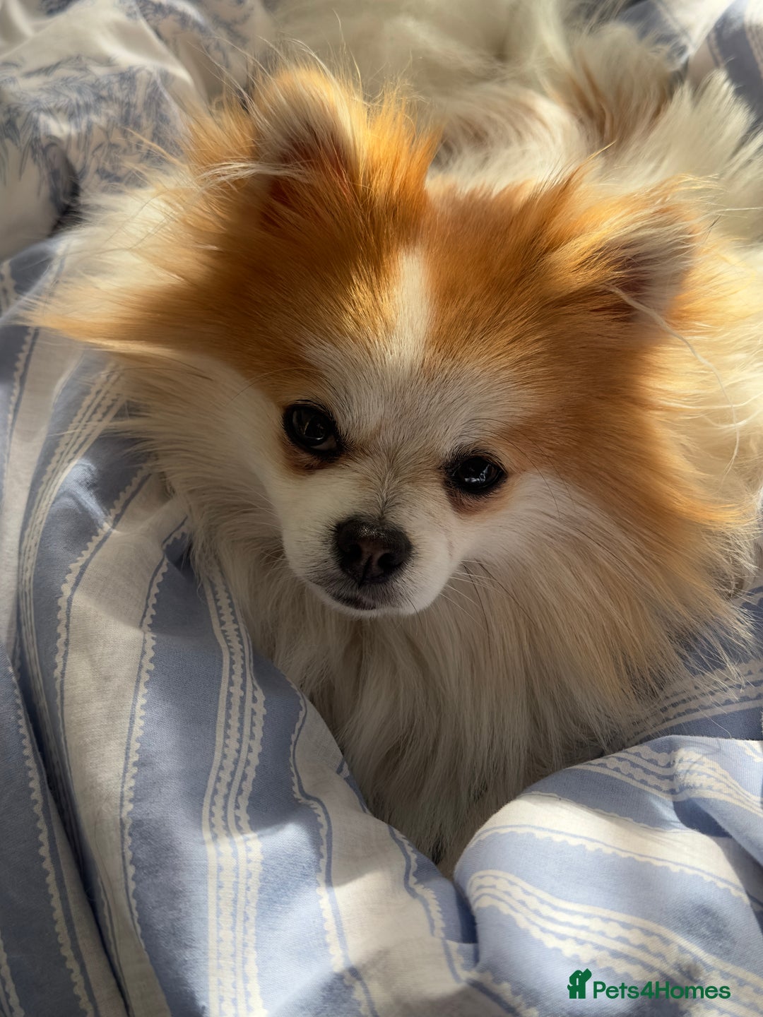 Pomeranian dogs for stud: Lover boy Romeo  - Advert 13