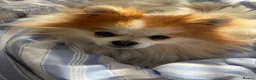 Pomeranian dogs for stud: STUD ONLY Lover boy Romeo  - Advert 13