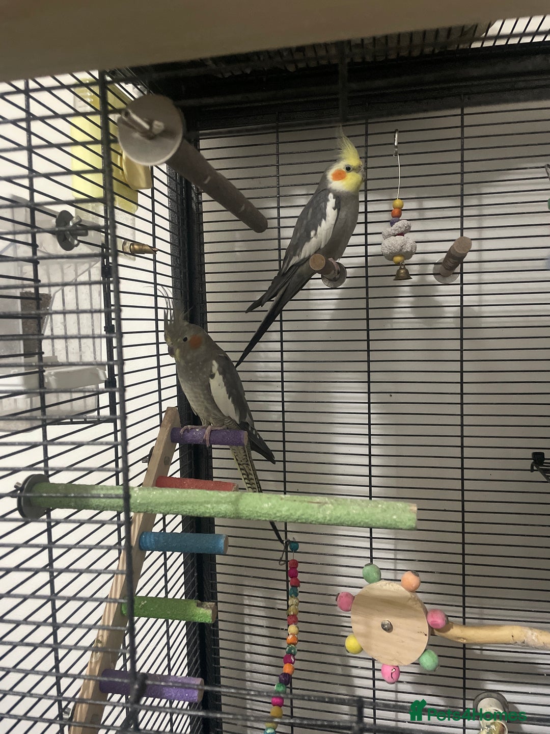 Cockatiels birds for sale: 2 Cocktails  - Advert 2