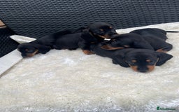Dachshund dogs for sale: Dachshund puppies - Image 5