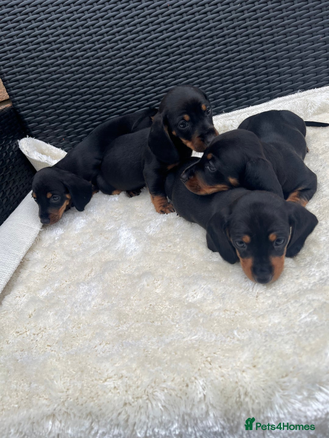 Dachshund dogs for sale: Dachshund puppies - Image 5
