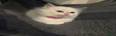 Ragdoll 1