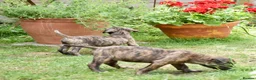 Mixed Breed dogs for sale: Stunning Cane Corso mix with Bullmastiff in Bristol - Advert 33