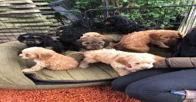Cockapoo dogs - Advert 10