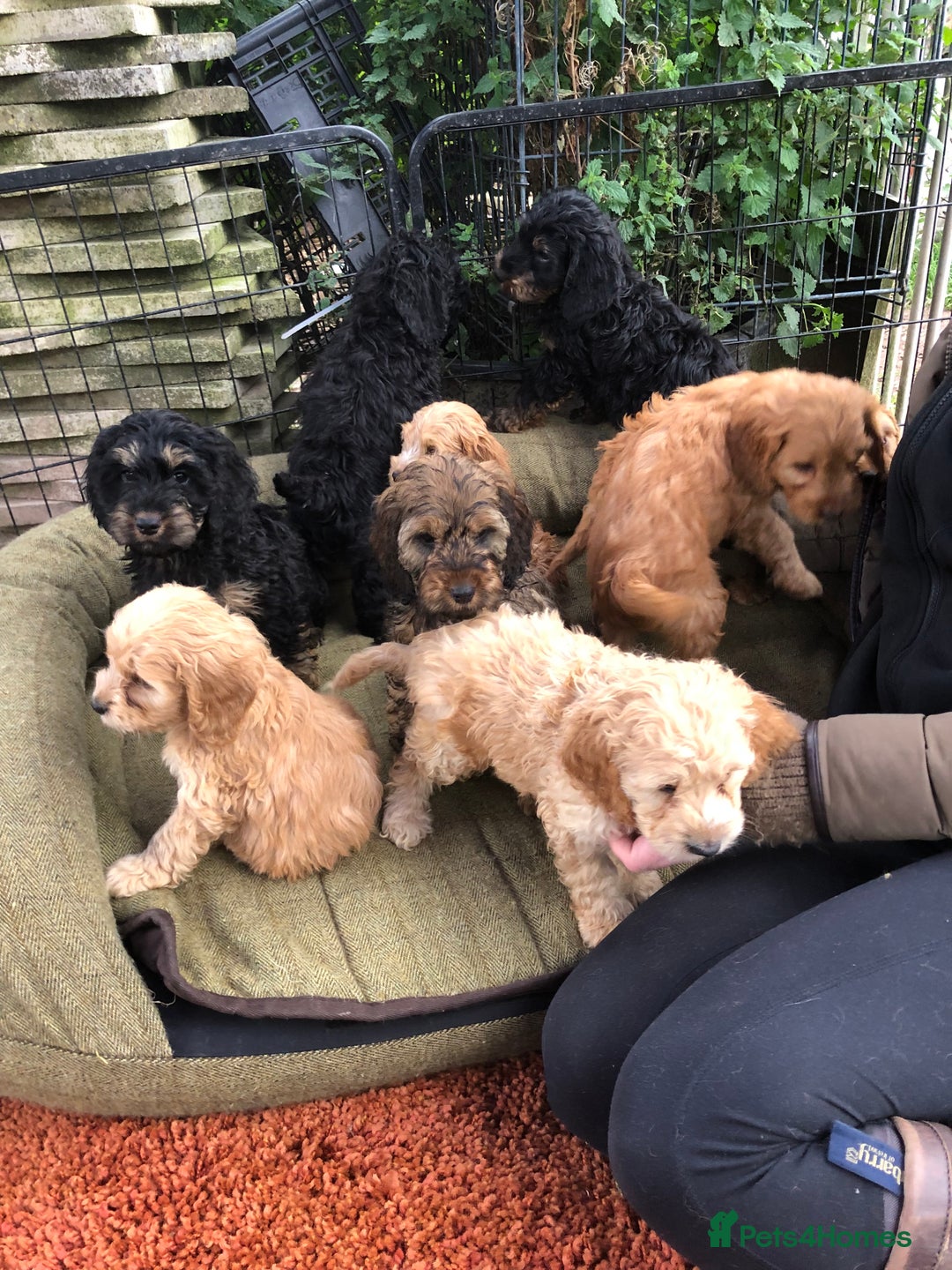 Cockapoo dogs for sale: Beautiful cockapoo f1 puppies - Image 3