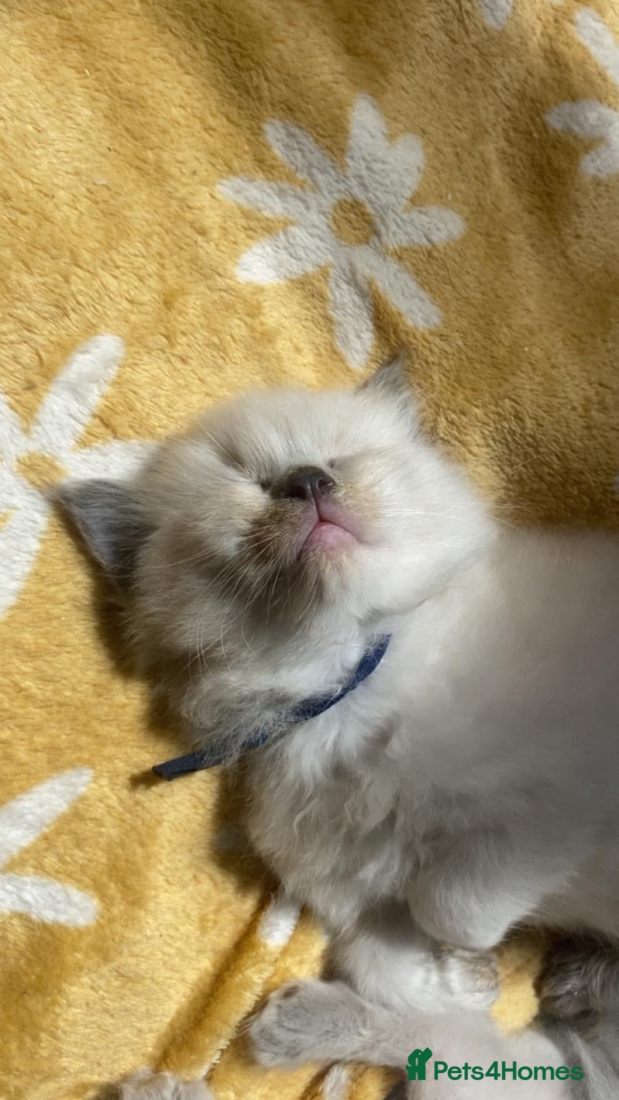 Ragdoll cats Stunning Ragdoll kittens blue point male/female - Advert 2