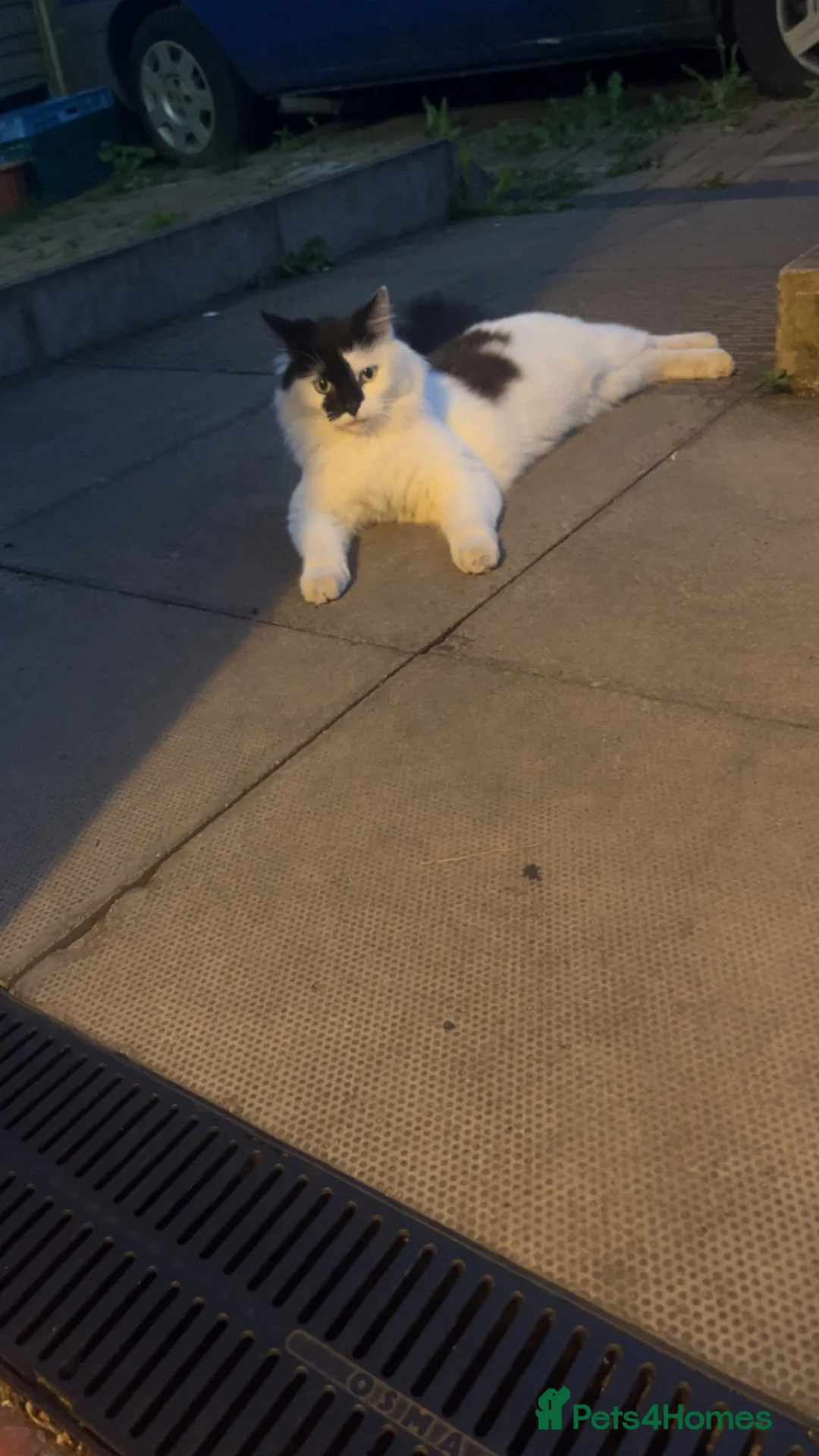Mixed Breed cats for sale: Gorgeous female cat spayed for sale - Advert 2