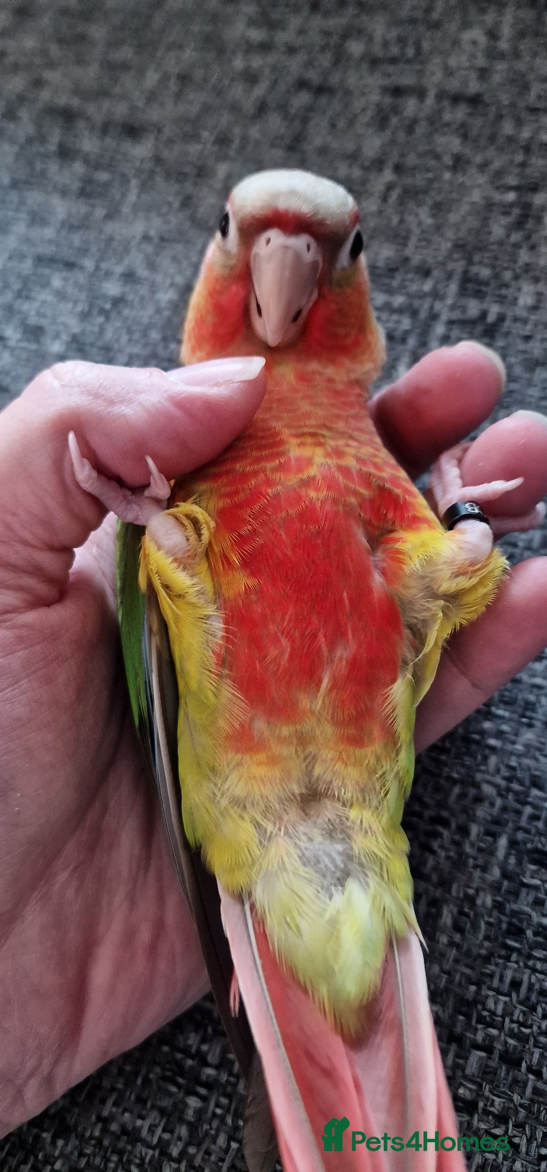 Conures birds for sale: Beautiful fully hand reared conure baby's  - Advert 24