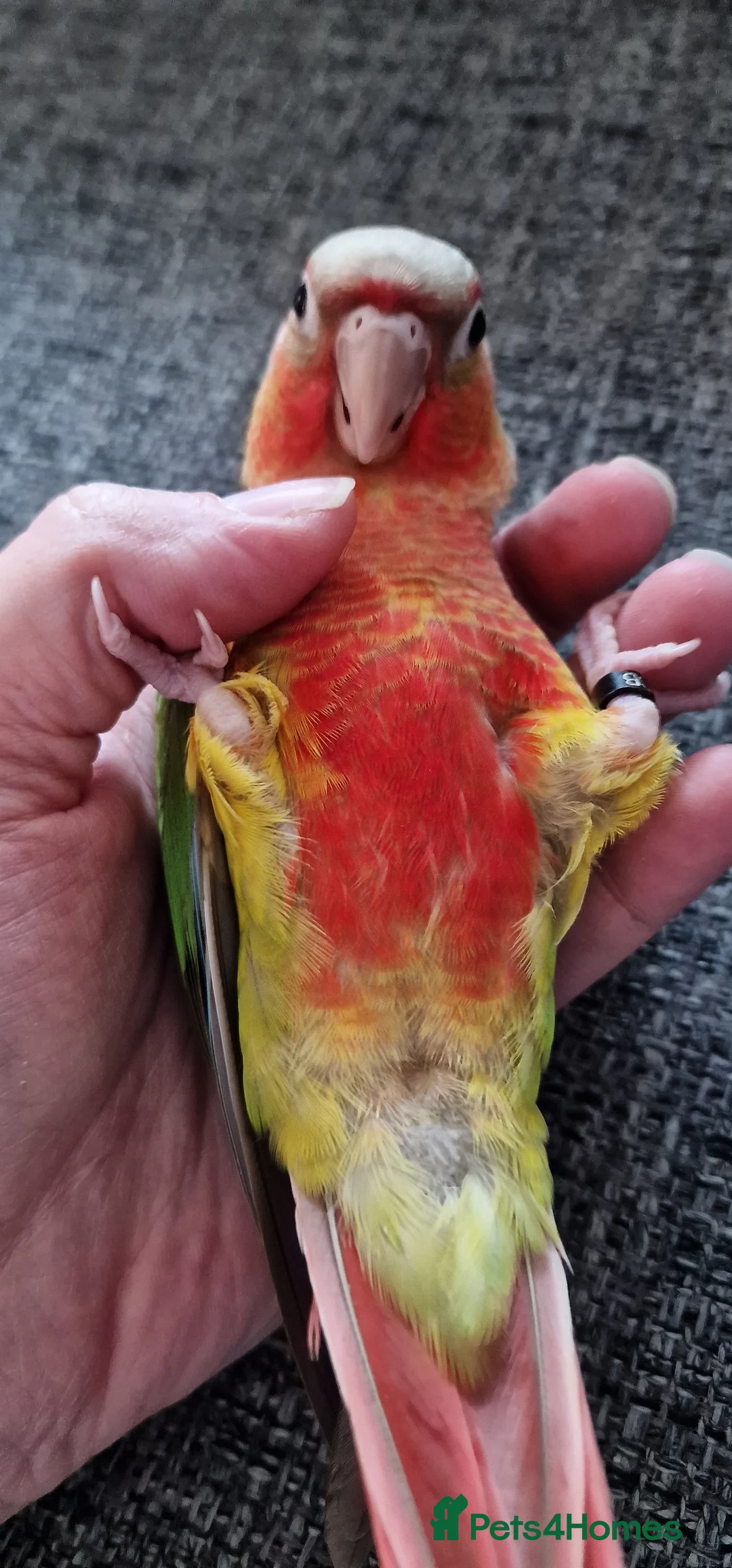Conures birds for sale: Beautiful fully hand reared conure baby's  - Advert 32