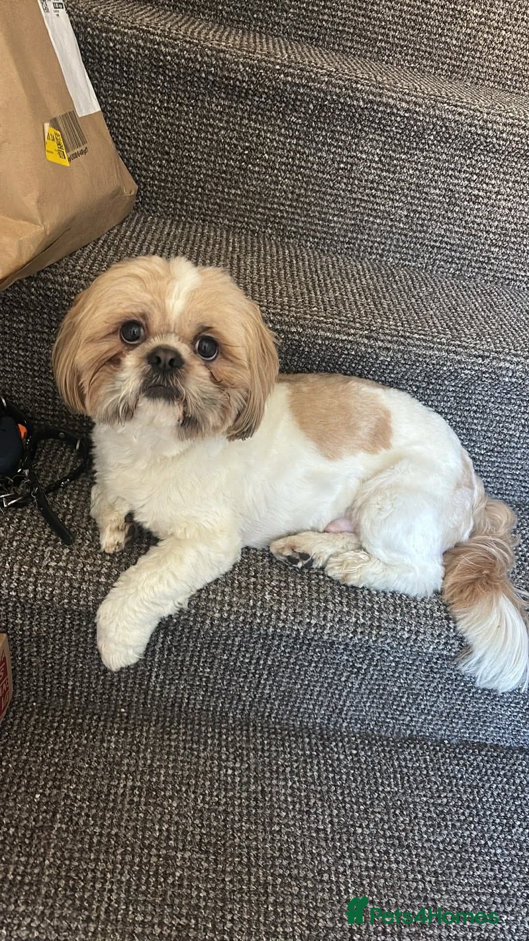 Shih Tzu dogs for sale: Shih Tzu puppies available - Advert 7
