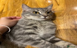 British Shorthair cats for sale: Male Siberian x British Shorthair Lynx–Gorgeous 🩵 - Image 2