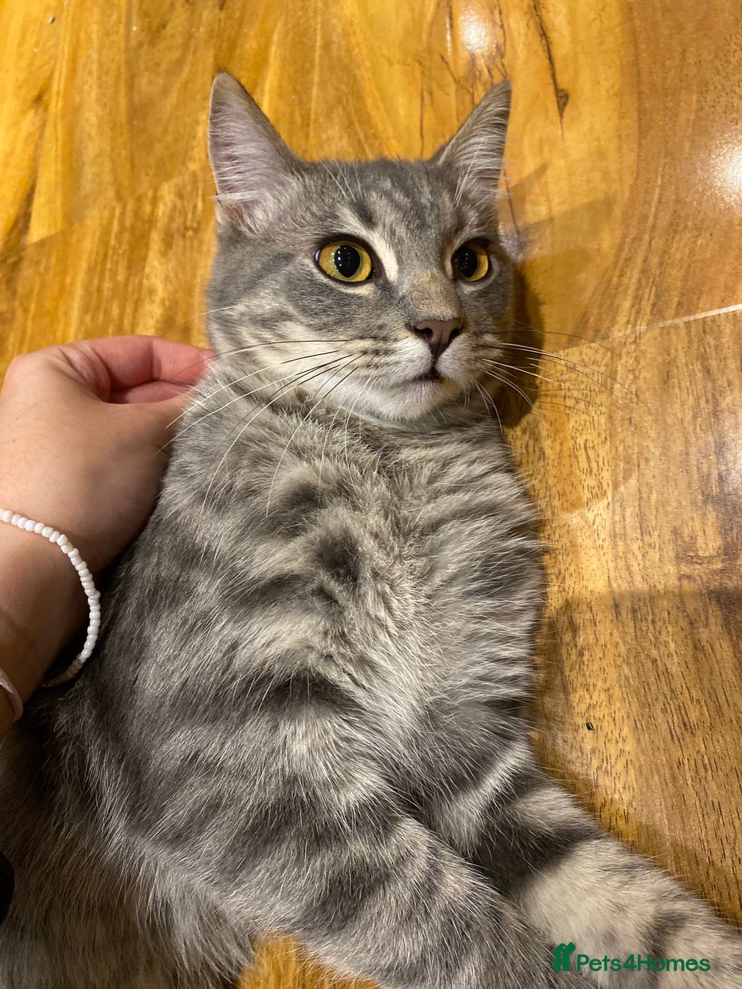 British Shorthair cats for sale: Male Siberian x British Shorthair Lynx–Gorgeous 🩵 - Image 2