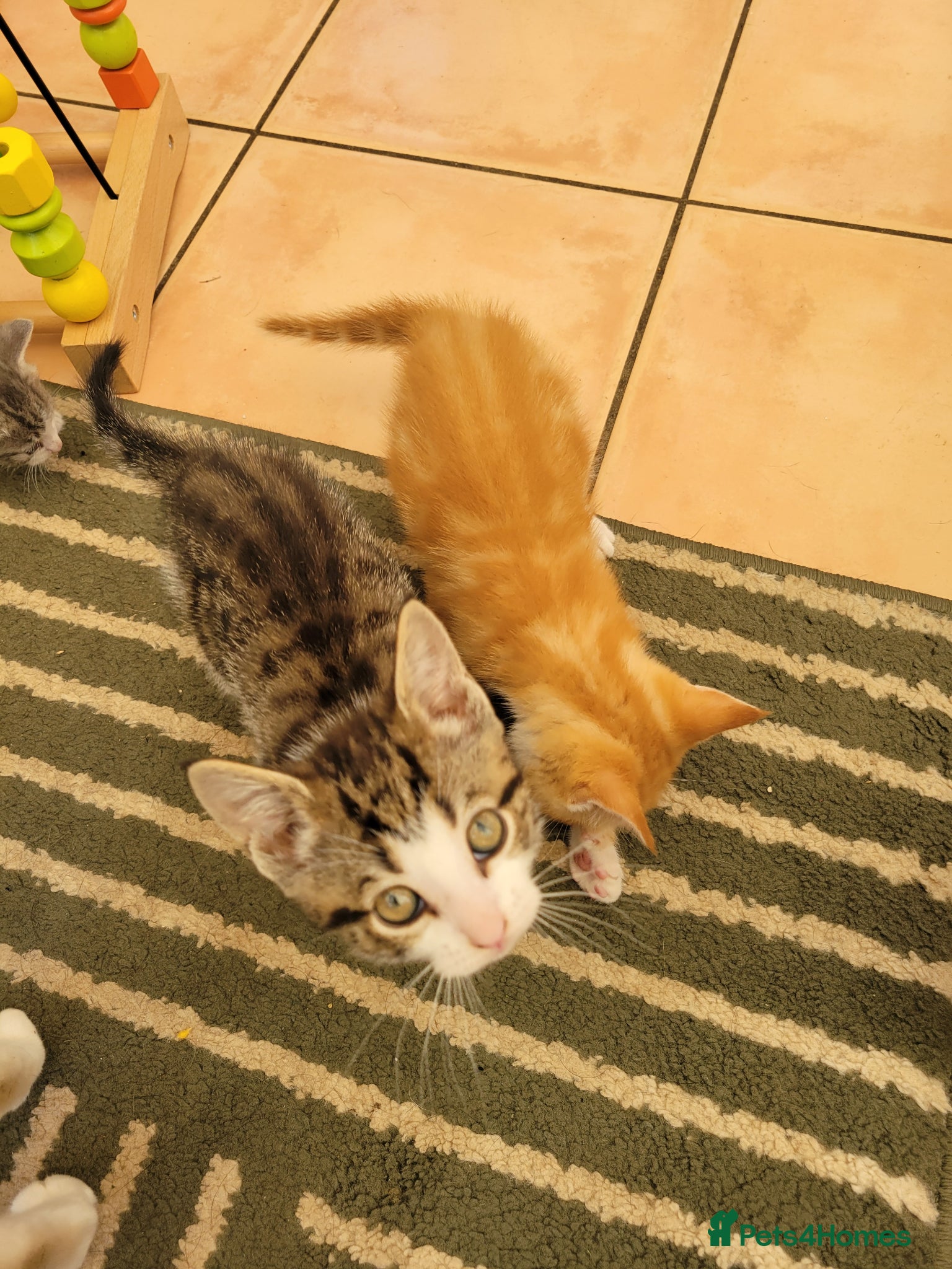 Mixed Breed cats for sale: Very cute kittens - Advert 6