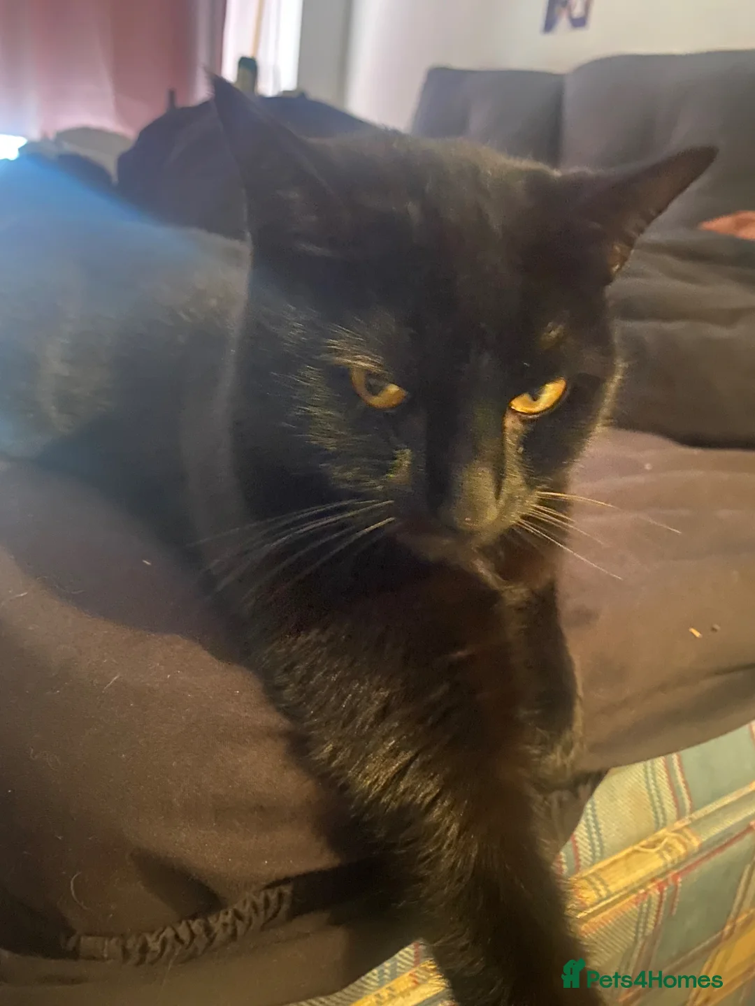 Domestic Shorthair cats for sale: Miss mac - Advert 10