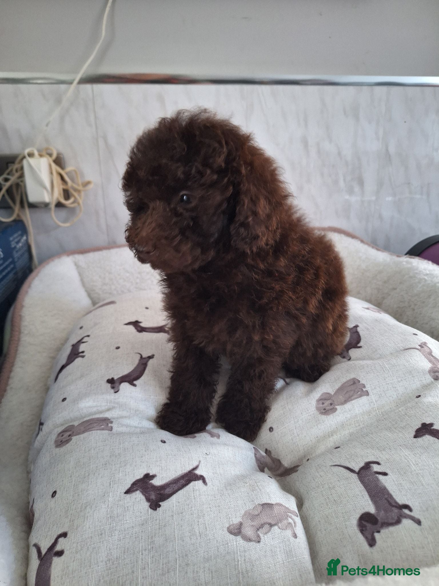 Toy Poodle dogs SUPERB TOY POODLE READY NOW - Advert 3