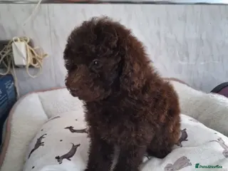 Toy Poodle dogs SUPERB TOY POODLE READY NOW - Advert 3