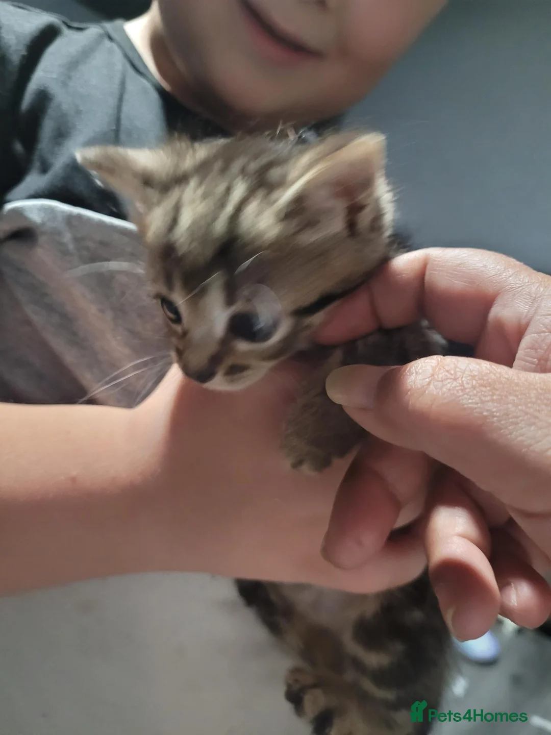 Mixed Breed cats for sale: Kittens in Llanelli - Advert 12