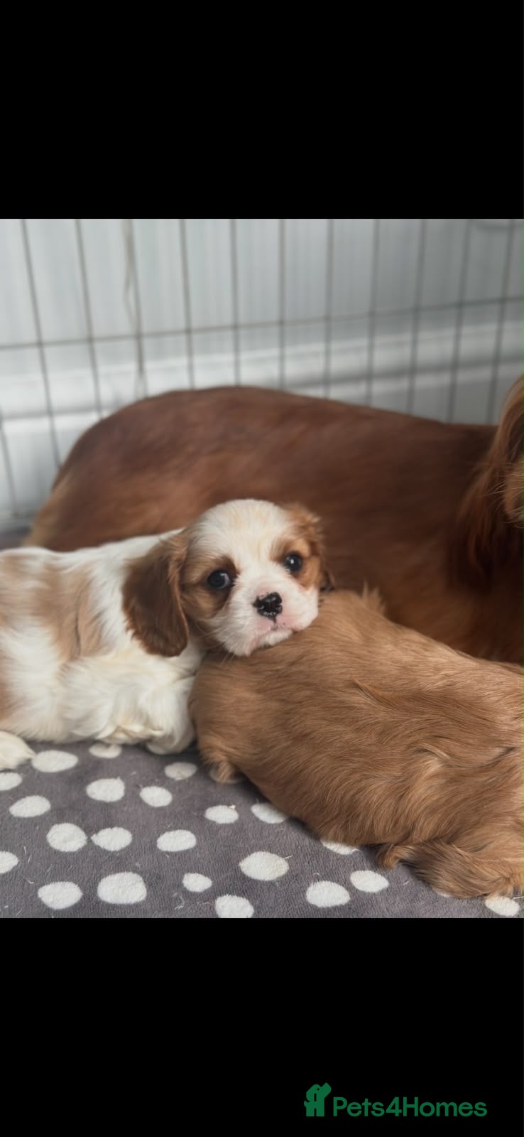 Cavalier King Charles Spaniel dogs for sale: Beautiful Cavalier King Charles   - Advert 1