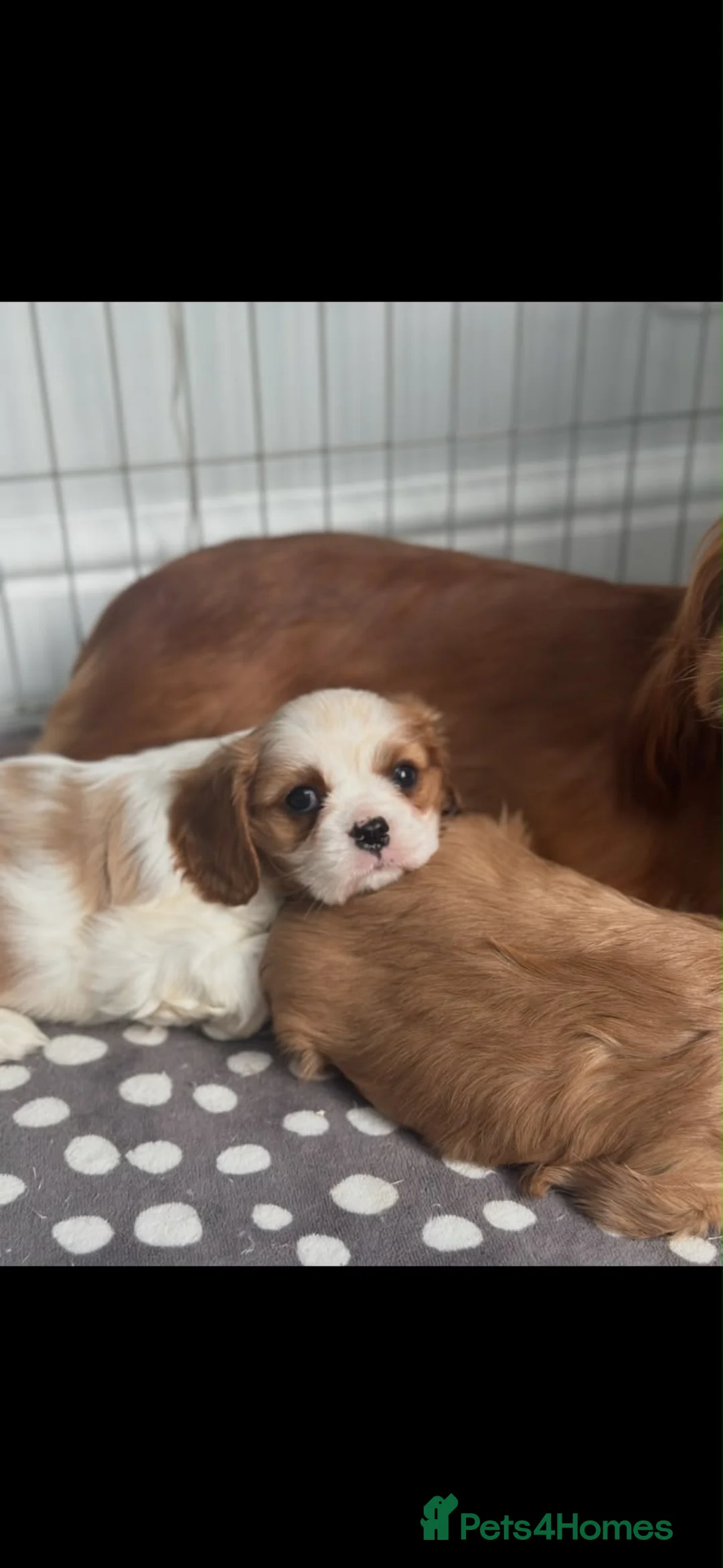 Cavalier King Charles Spaniel dogs for sale: Beautiful Cavalier King Charles   - Advert 1