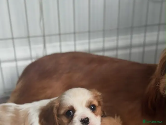 Cavalier King Charles Spaniel dogs for sale: Beautiful Cavalier King Charles - Advert 1