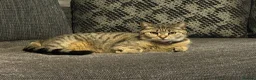 British Shorthair cats for sale: Millie tabby British shorthair  - Advert 1