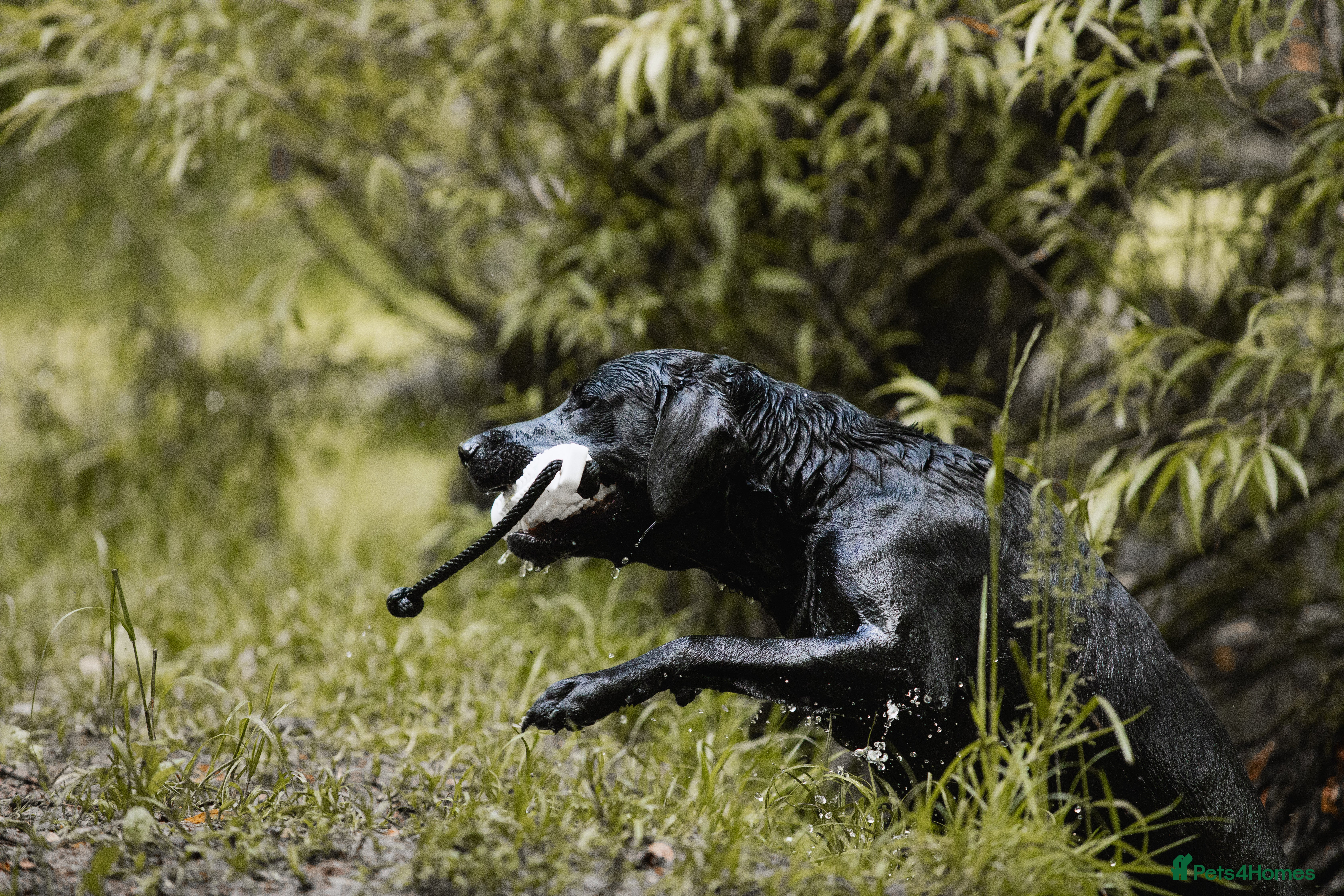 Labrador Retriever dogs FTCH sired superb lines absolute gent  in Droitwich - Advert 15
