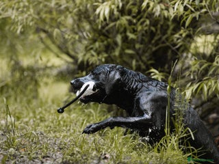 Labrador Retriever dogs in Droitwich - Advert 2