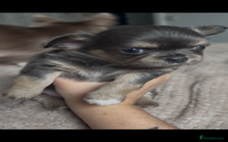 Chihuahua dogs for sale: Chocolate Girl, Blue Boy Longhair Chihuahua  - Image 14
