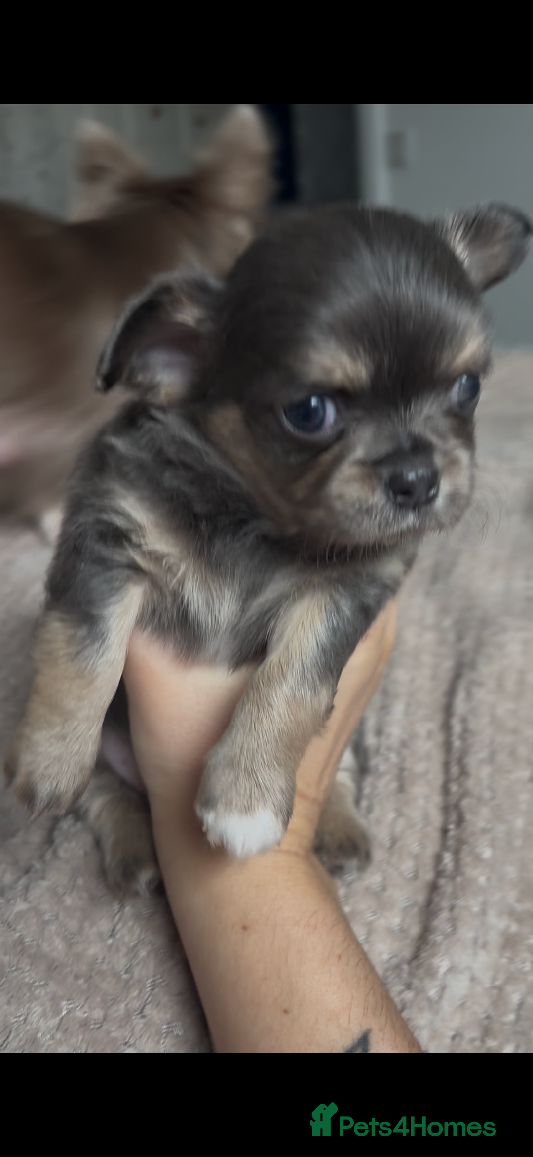 Chihuahua dogs for sale: Chocolate Girl, Blue Boy Longhair Chihuahua  - Image 14