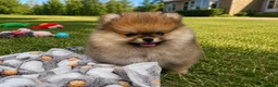 Pomeranian dogs for sale: KC Reg Pomeranian Girl puppy available  - Advert 9