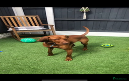 Hungarian Vizsla dogs for sale: Stunning 4 year old male Hungarian Vizsla  - Image 4