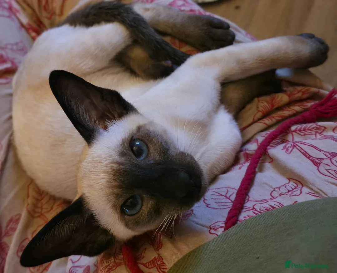 Oriental cats for sale: Othello in Westgate-on-Sea - Advert 2