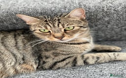 Mixed Breed cats for sale: Tabby kittens for sale🐈‍⬛🐈 - Image 6
