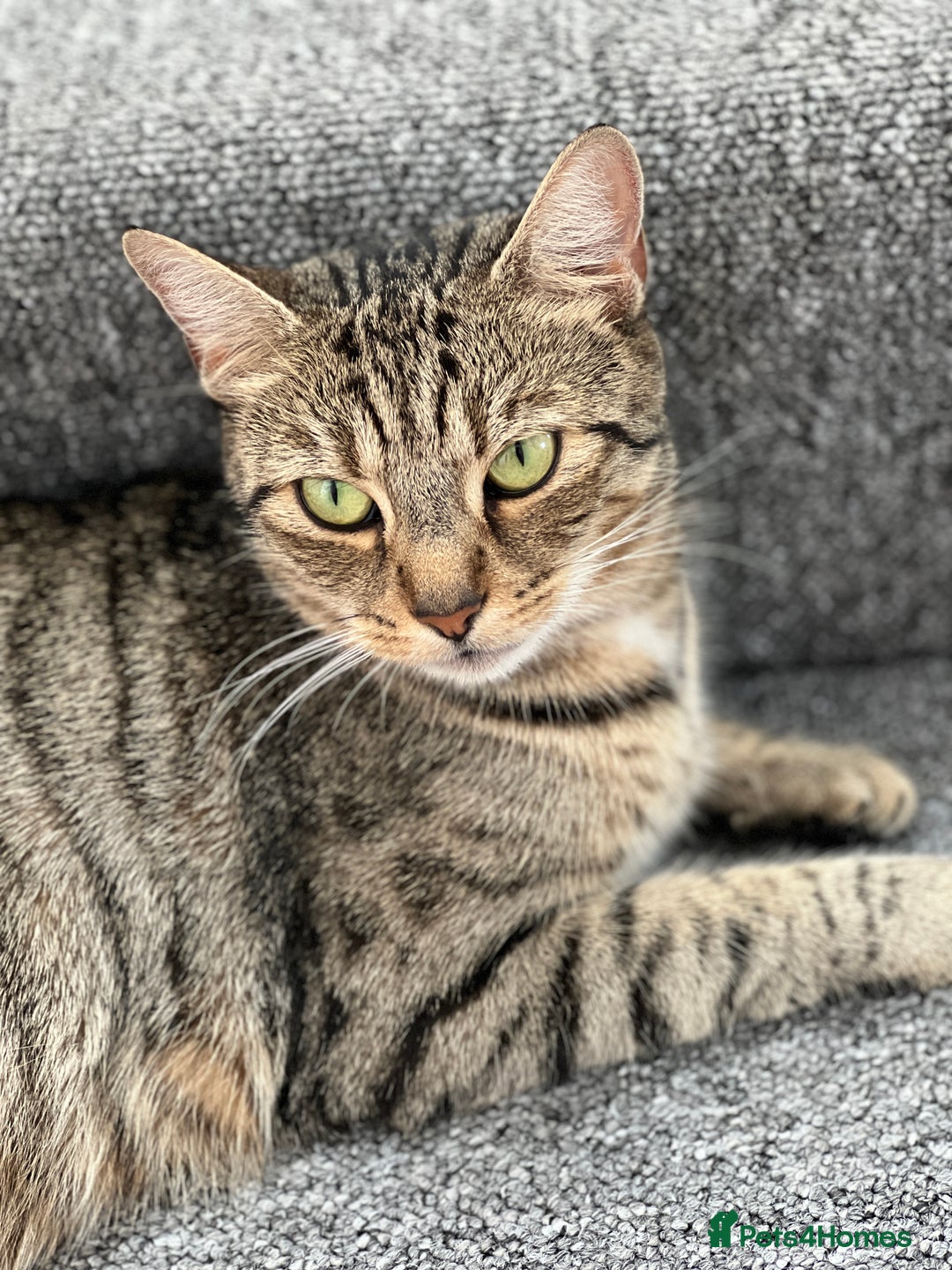 Mixed Breed cats for sale: Tabby kittens for sale🐈‍⬛🐈 - Image 6