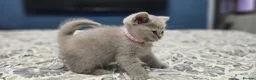 British Shorthair cats for sale:  *READY TO GO* beautiful British shorthair/ long - Advert 23