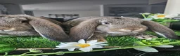 French Lop rabbits for sale: Vaccinated Giant French Lops - Advert 5