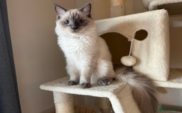 Ragdoll cats for sale: Pure blue point boy Ragdoll 7months sale london - Image 1