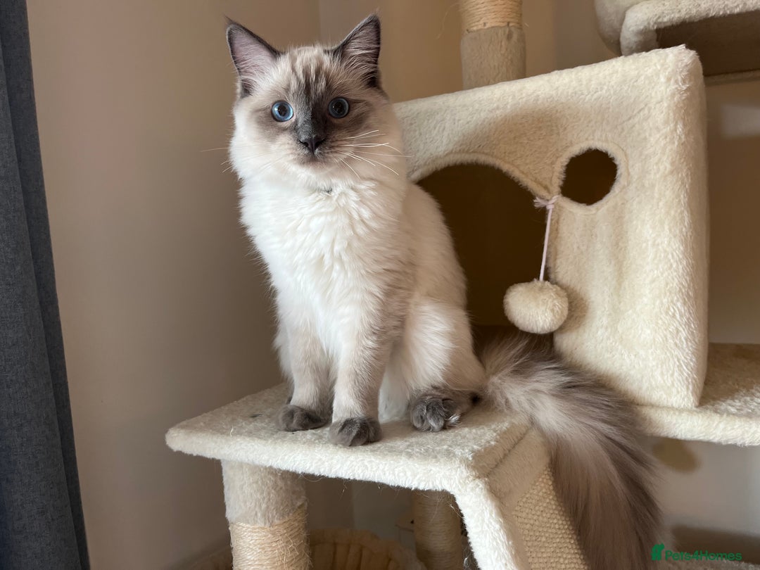 Ragdoll cats for sale: Pure blue point boy Ragdoll 7months sale london - Image 1