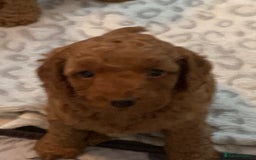 Cockapoo dogs for sale: 🐶F1B COCKAPOOS 5* HEALTHY CHECK🐶 - Image 11