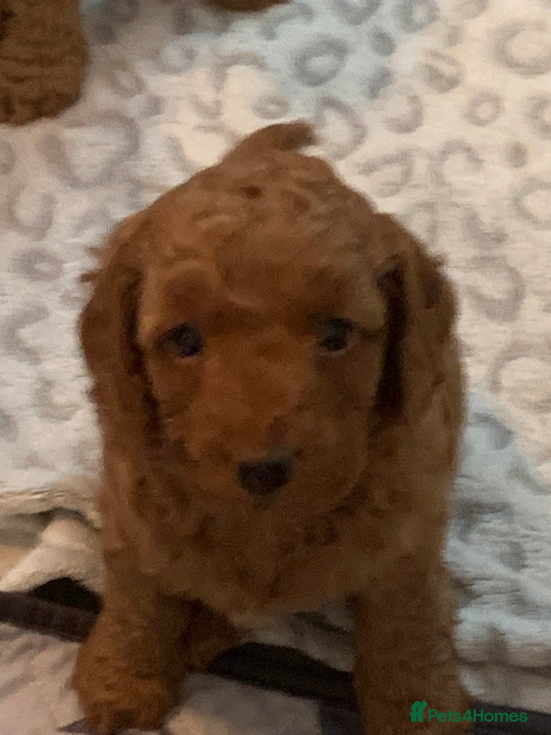 Cockapoo dogs for sale: 🐶F1B COCKAPOOS 5* HEALTHY CHECK🐶 - Image 11