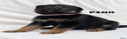 German Shepherd dogs for sale: Beautiful German Shepherd Pups in Warrington - Advert 12