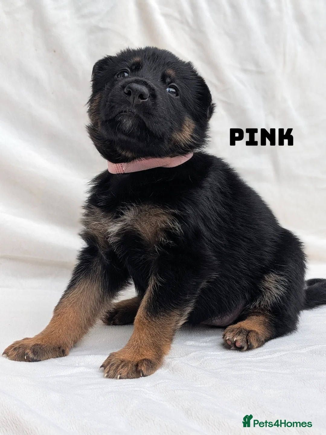 German Shepherd dogs for sale: Beautiful German Shepherd Pups in Warrington - Advert 12