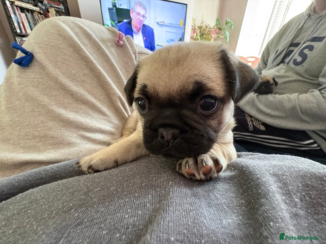 Mixed Breed dogs for sale: Beautiful baby Pugs for sale  - Image 2