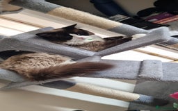 Ragdoll cats for stud: For Stud Ragdoll - Image 5