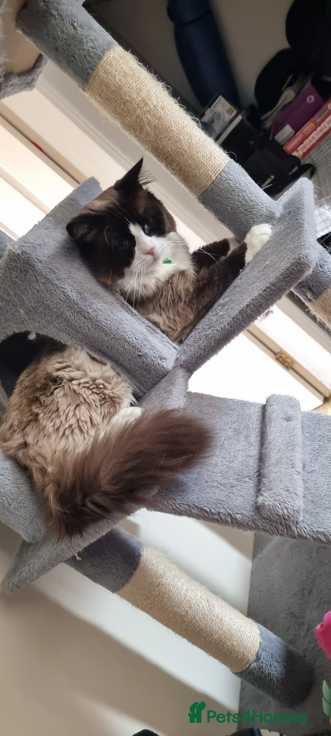 Ragdoll cats for stud: For Stud Ragdoll - Image 5