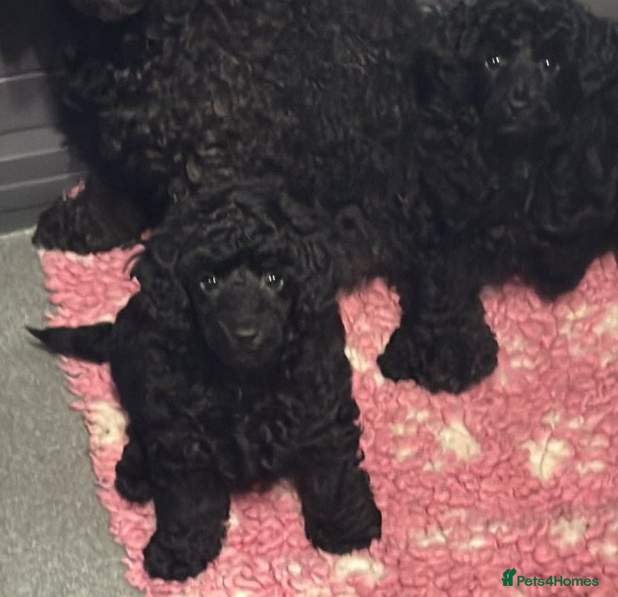Toy Poodle dogs KC Reg True size Toy poodles - Advert 9