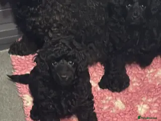 Toy Poodle dogs KC Reg True size Toy poodles - Advert 9