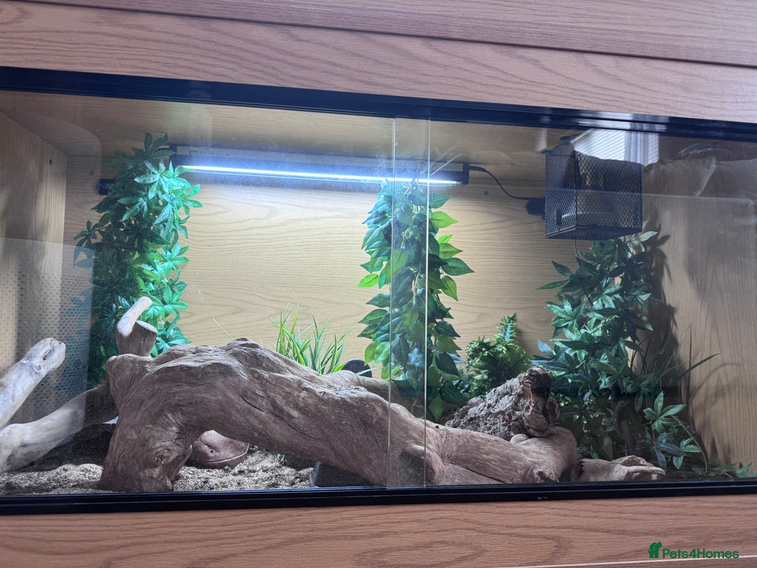 Milk Snake reptiles for sale: Pueblan Milk Snake and full set up - Image 5