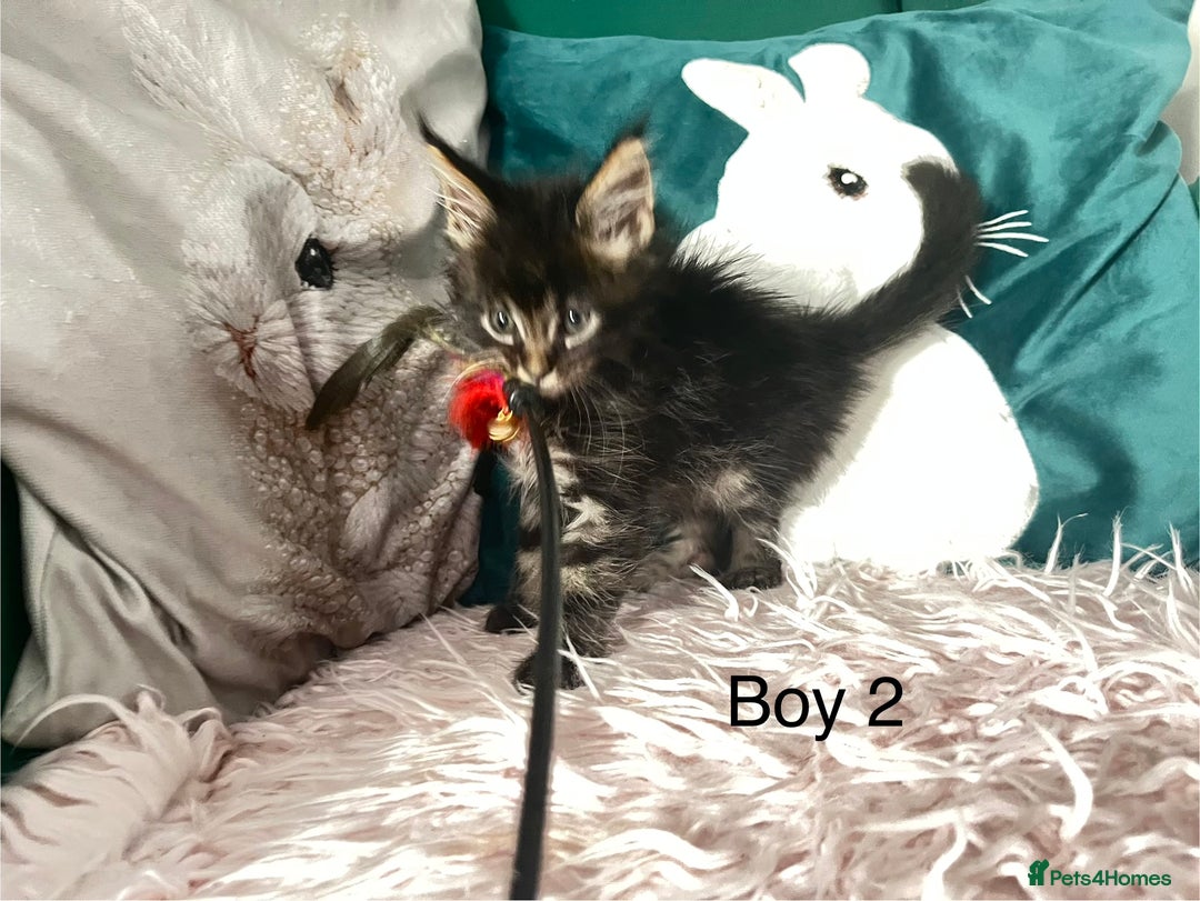 Maine Coon cats for sale: XXL Maine Coon kittens 🔥rare Black Smoke  - Image 15
